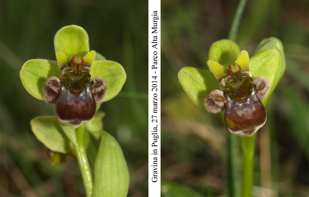Ophrys-bombyliflora-2.jpg