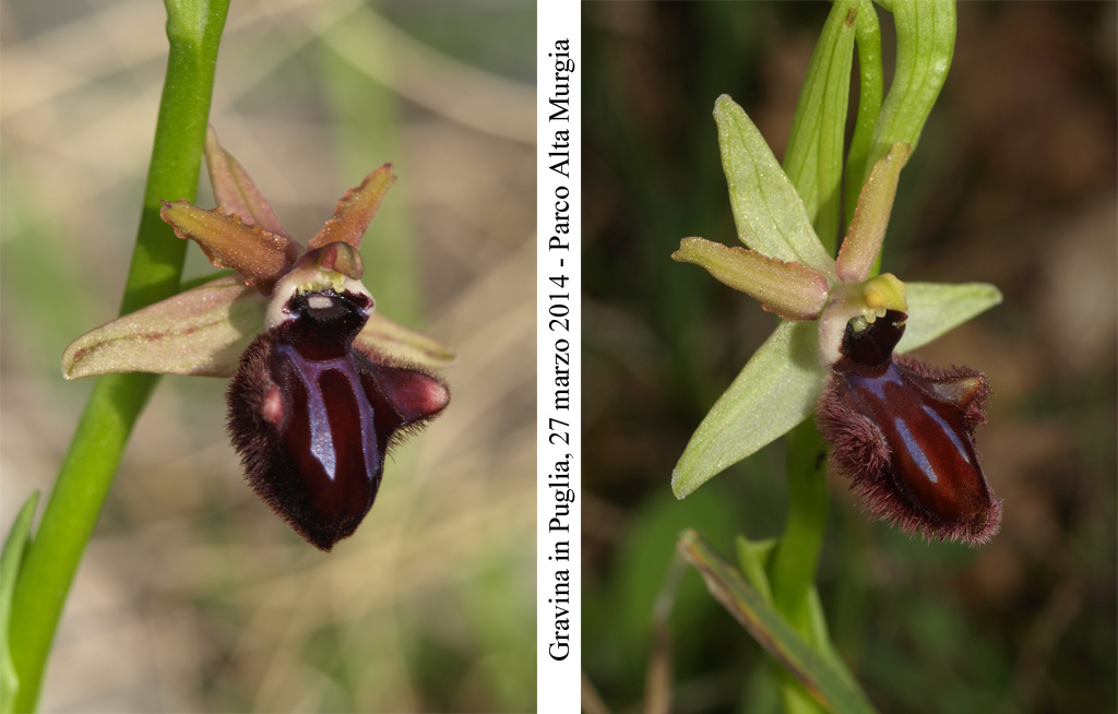 Ophrys-incubacea-2.jpg