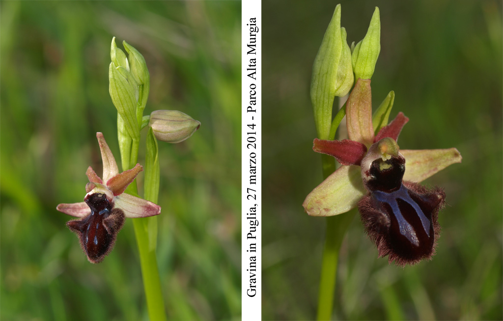 Ophrys-incubacea-1.jpg