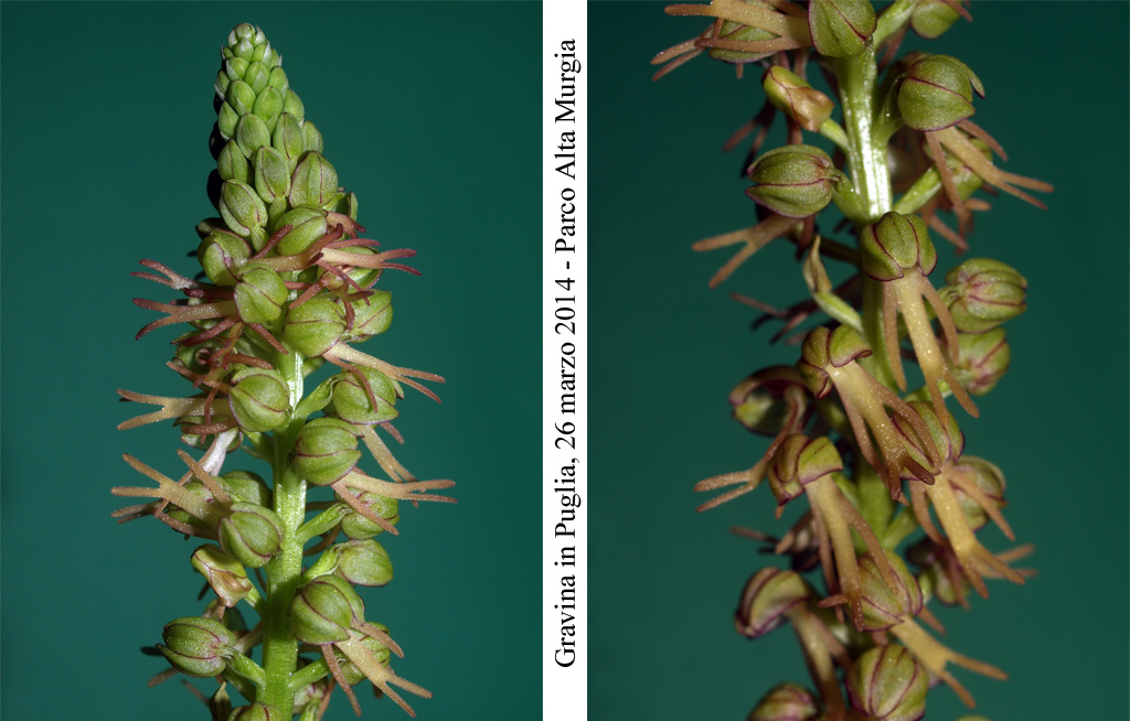 Orchis-anthropophora-2.jpg