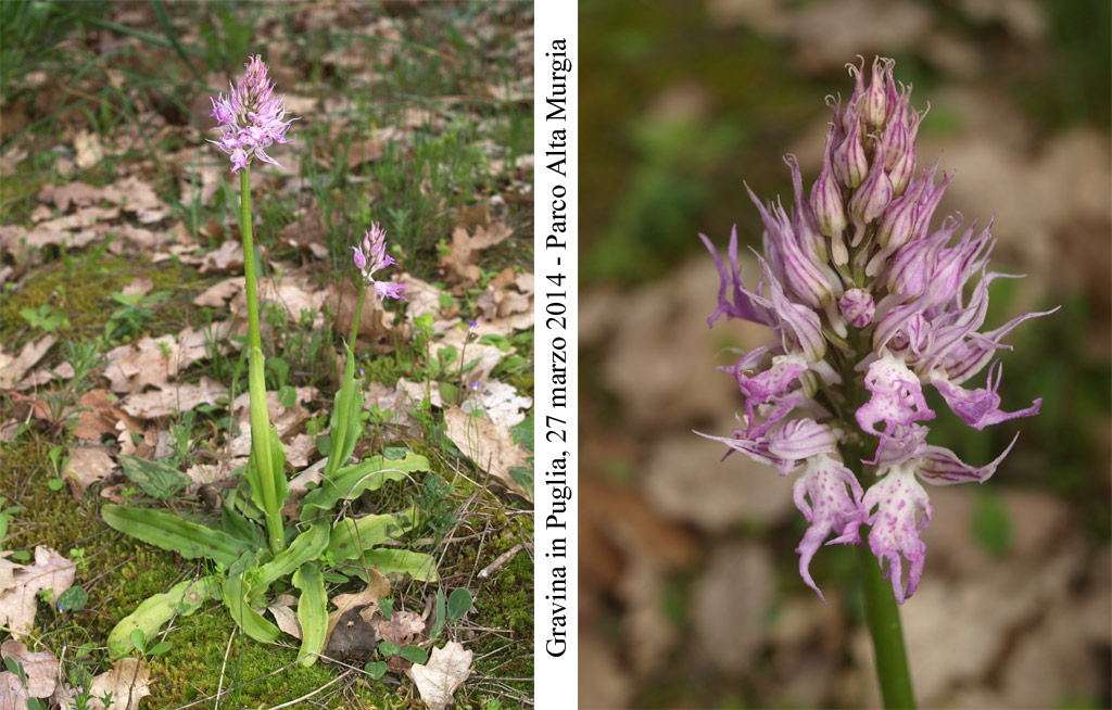 Orchis-italica-1.jpg