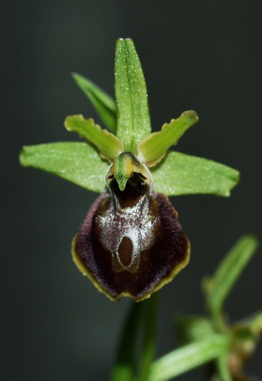 Ophrys sp_0002b - Copia.JPG
