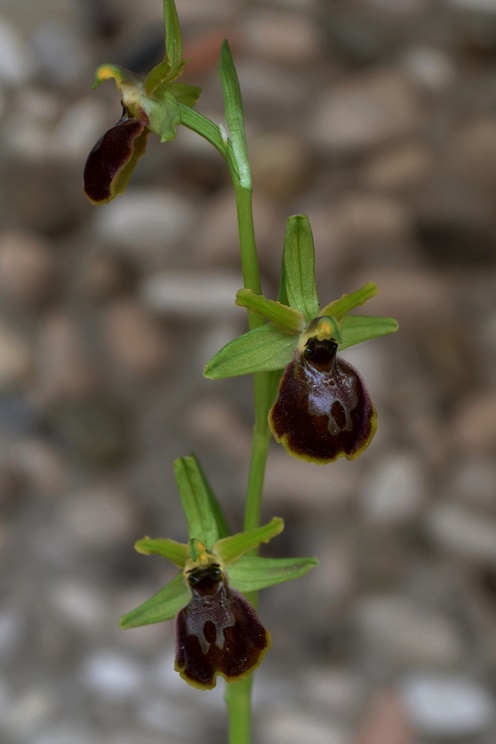 Ophrys sp_0003 - Copia (2).JPG