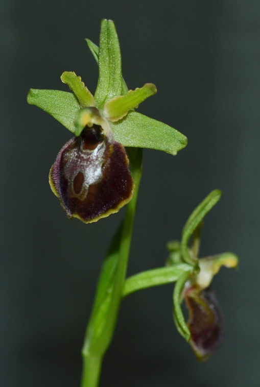 Ophrys sp_0003c - Copia.JPG