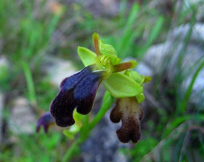 Ophrys fusca Link (2).JPG