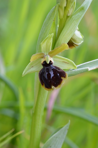 ophrys in antesi.jpg