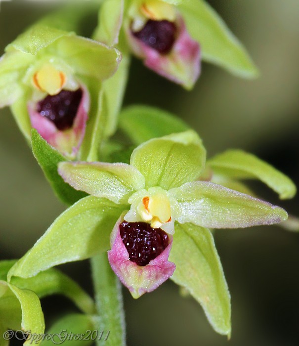 EPIPACTIS SP2.jpg