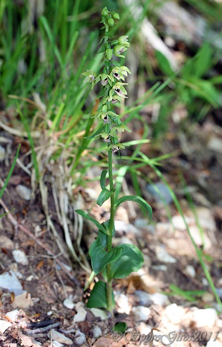 EPIPACTIS SP2C.jpg