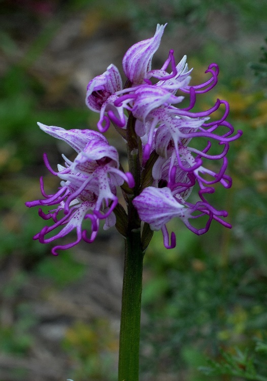 Orchis simia_0007 - Copia.JPG