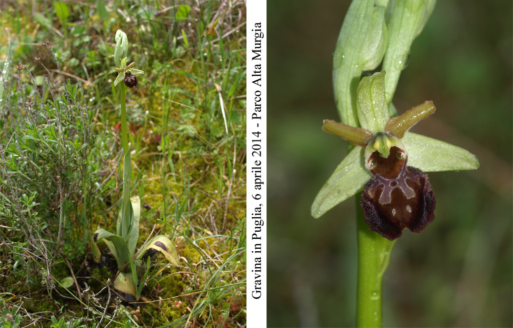 Ophrys-sphegodes-1.jpg