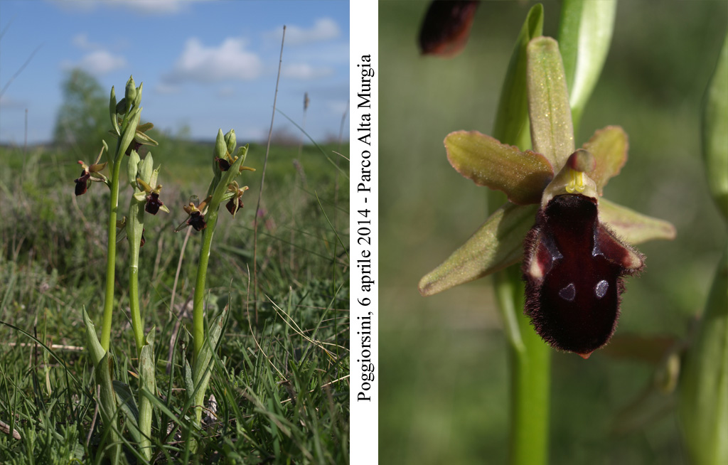 Ophrys-promontorii-5.jpg