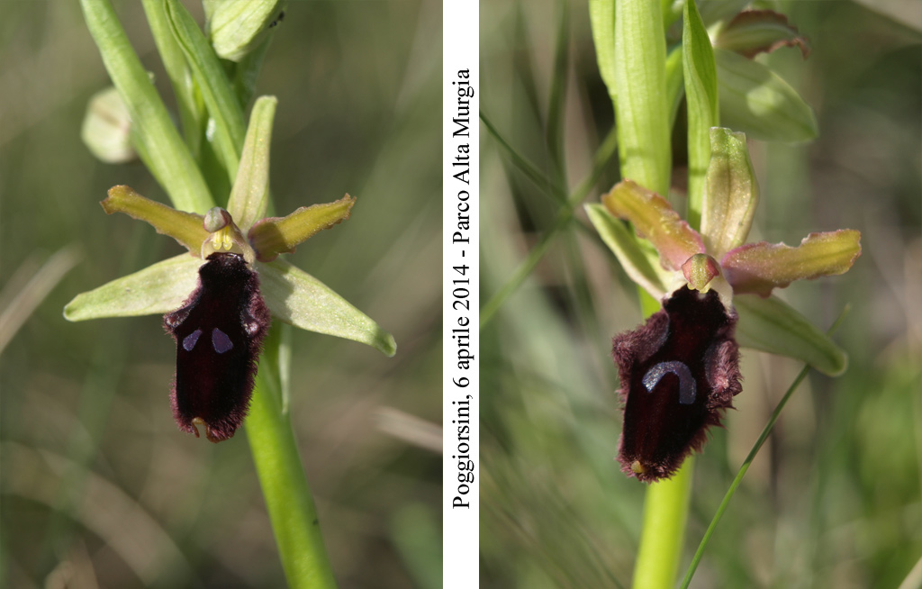 Ophrys-promontorii-4.jpg
