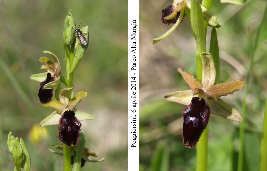 Ophrys-promontorii-3.jpg