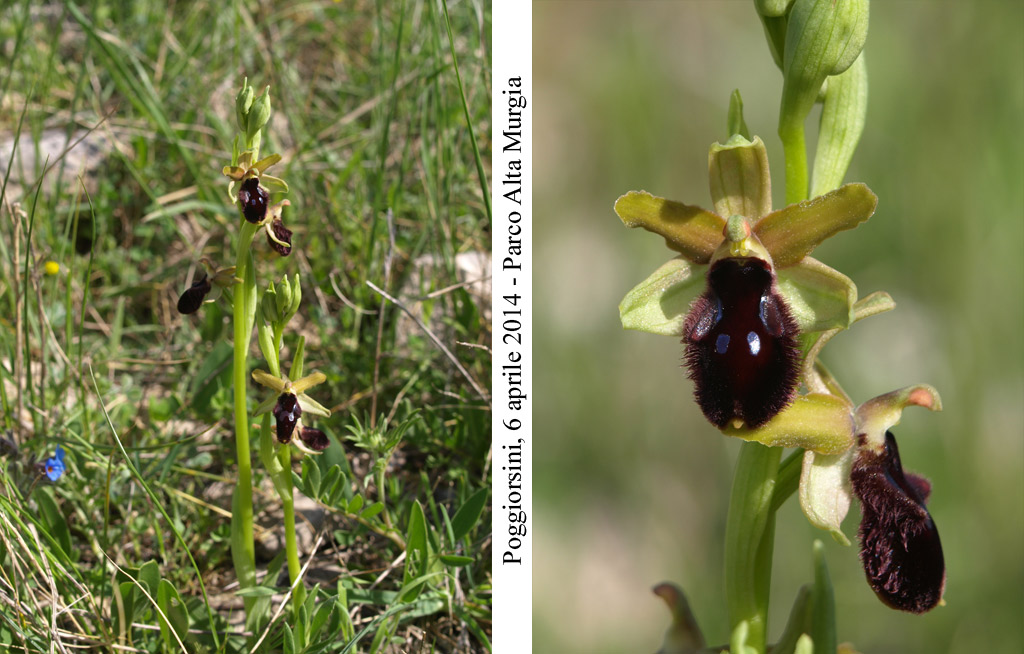 Ophrys-promontorii-2.jpg