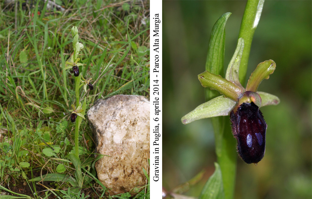 Ophrys-promontorii-1.jpg