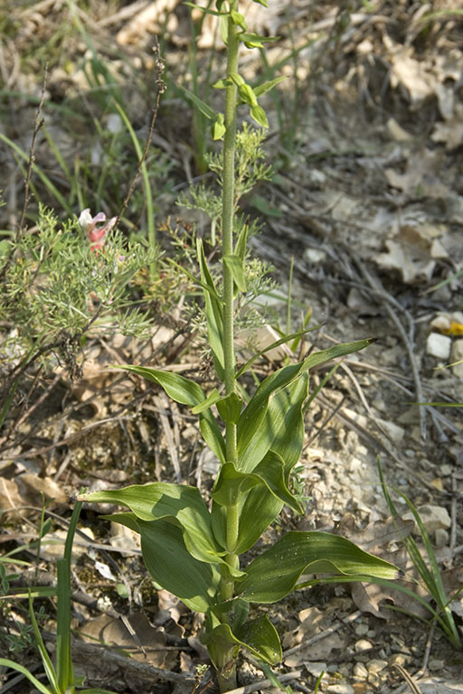 E helleborine (4).jpg