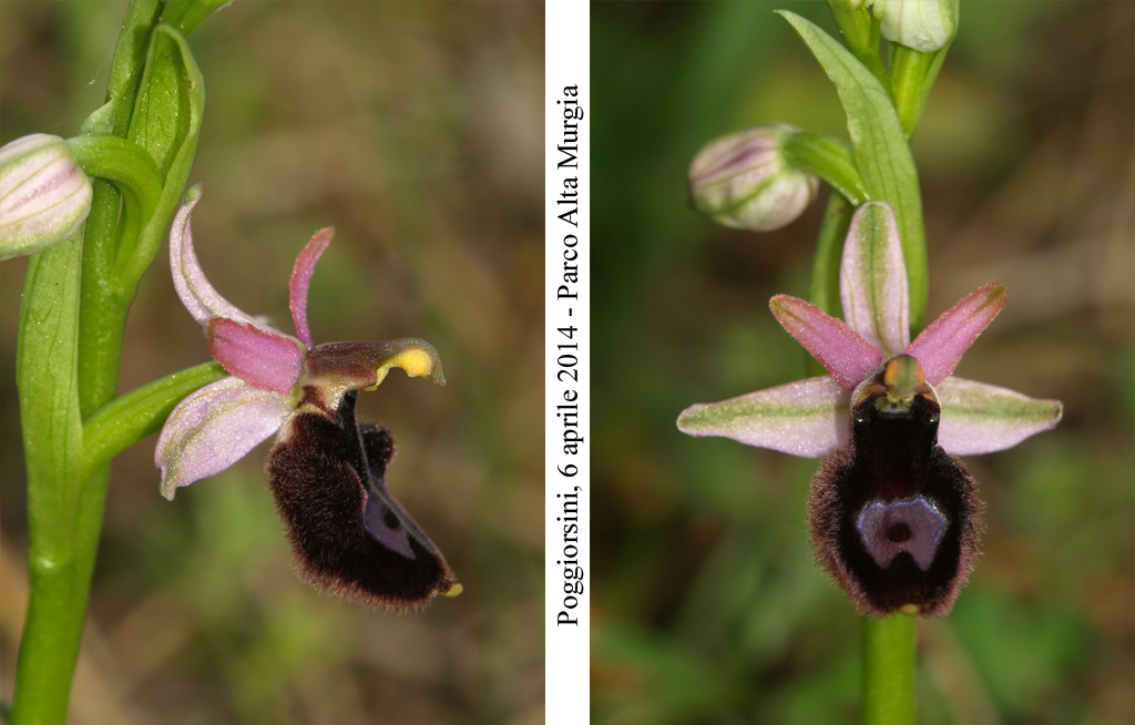 Ophrys-bertolonii-4.jpg