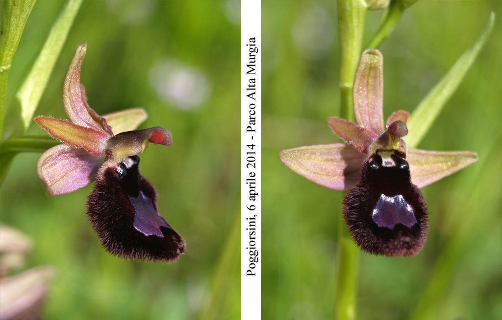 Ophrys-bertolonii-3.jpg