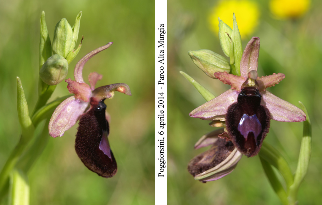 Ophrys-bertolonii-2.jpg