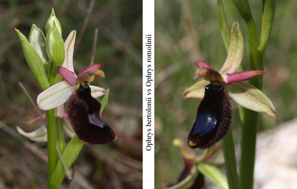 Ophrys-bertolonii.jpg