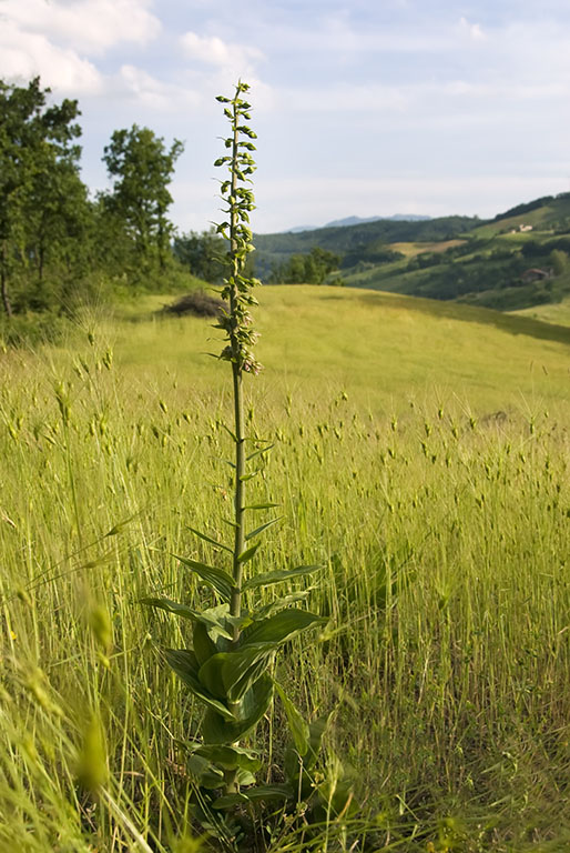 E helleborine (2).jpg