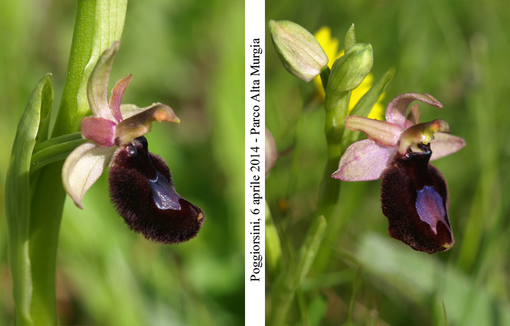 Ophrys-bertolonii-7.jpg