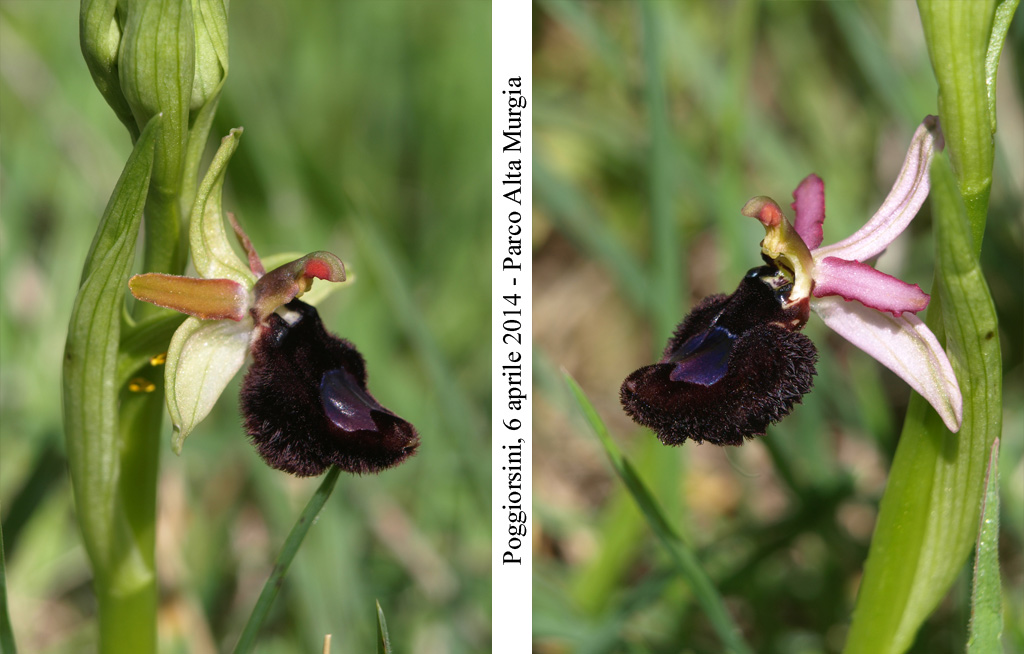Ophrys-bertolonii-5.jpg