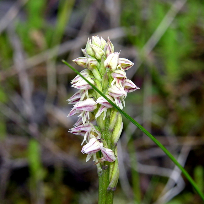maculata (2).JPG