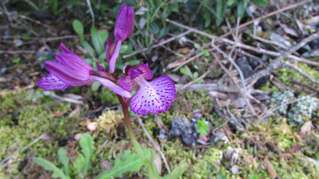 A.papilionacea.jpg