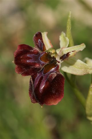 Oph. mamm. ssp. posteria  Krito Utera Cipro  1319.jpg