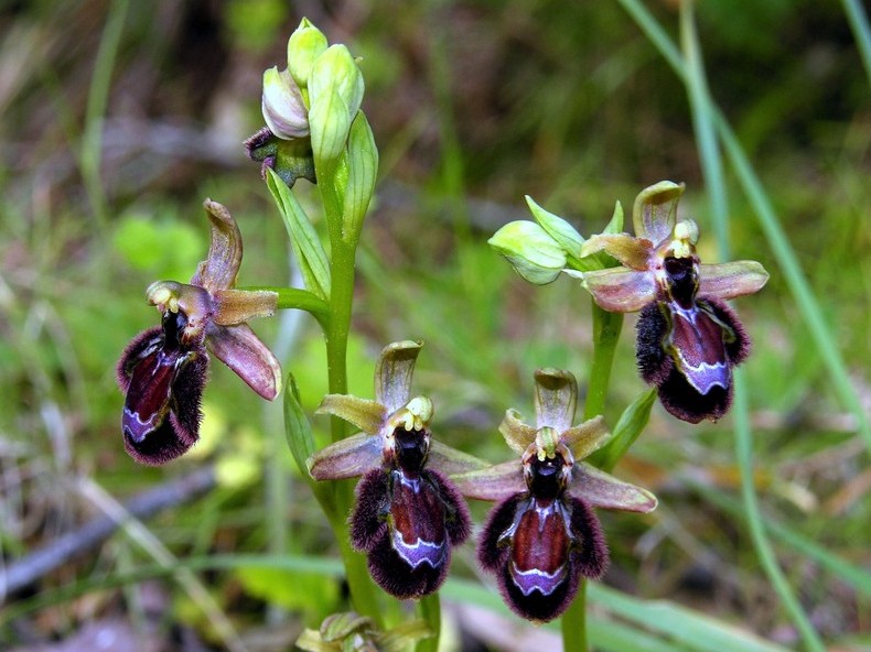 Ophrys x pantalicensis (5).jpg