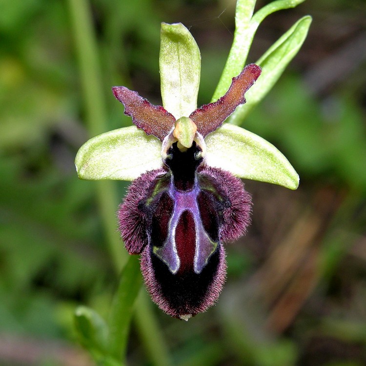 Ophrys x pantalicensis (6).JPG