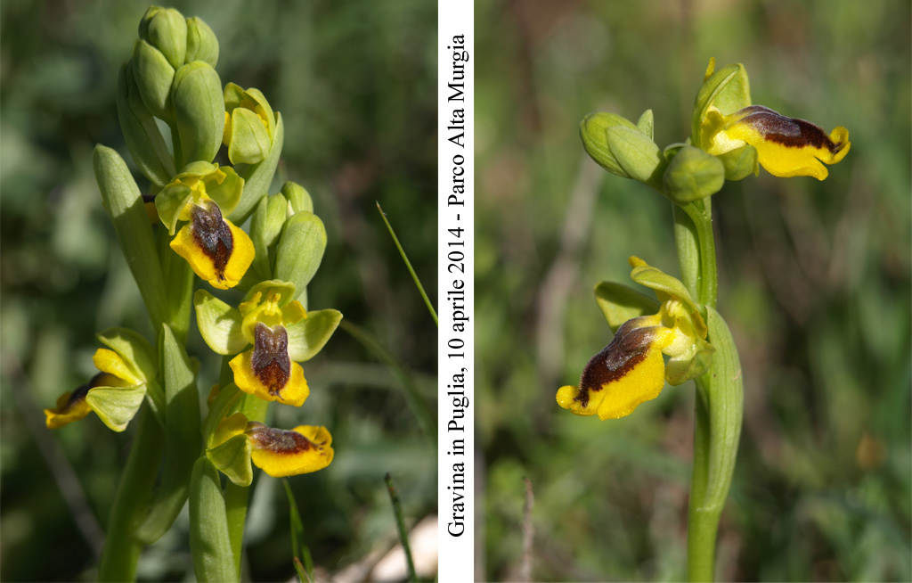 Ophrys-phryganae-1.jpg