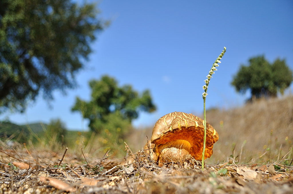 Sorgono 20111002_3339c.jpg