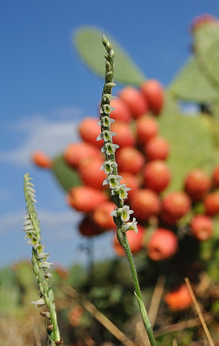 Sorgono 20111002_3364c.jpg