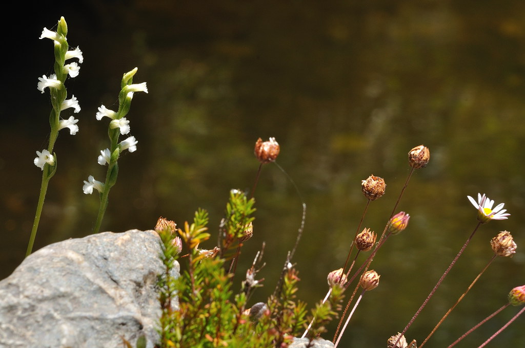 Arzana 20110701_2790b.jpg