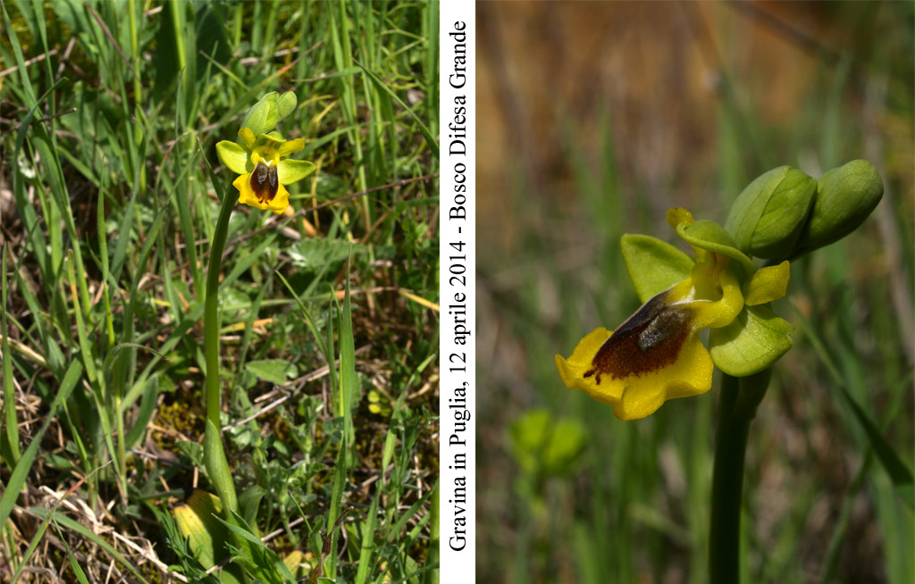 Ophrys-lutea-1.jpg