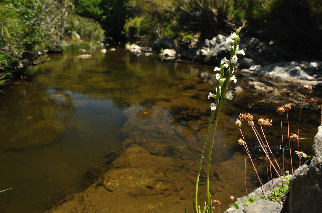Arzana 20110701_2803b.jpg
