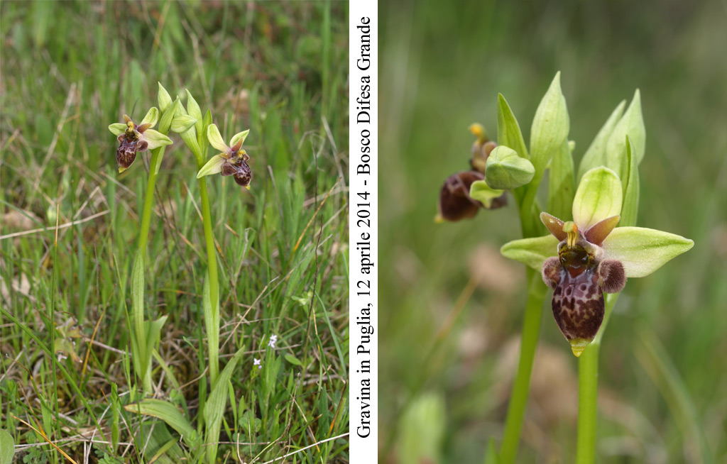 apulica-x-bombyliflora.jpg