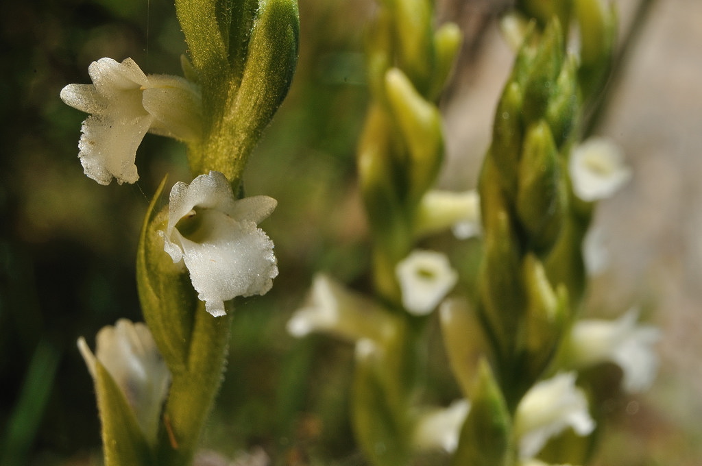 Arzana 20110701_2832b.jpg