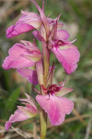 Xserapicamp. bevilaquae Barberino M. .jpg