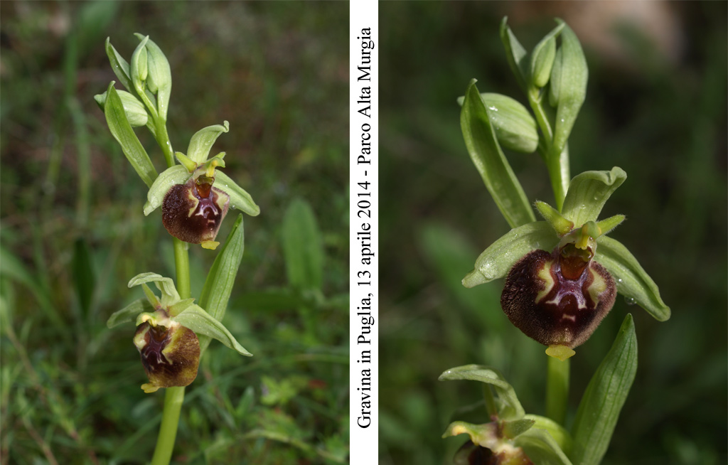 Ophrys-parvimaculata-1.jpg