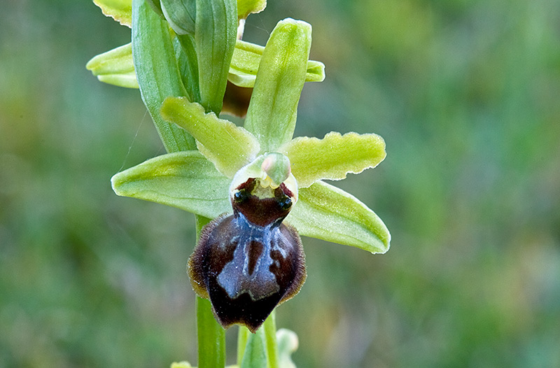 Ophrys-7164_67_2014.jpg