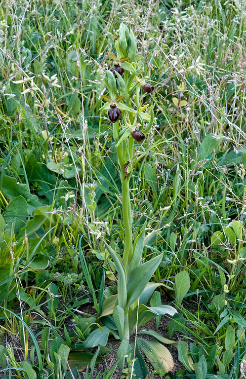 Ophrys-7168_70_2014.jpg