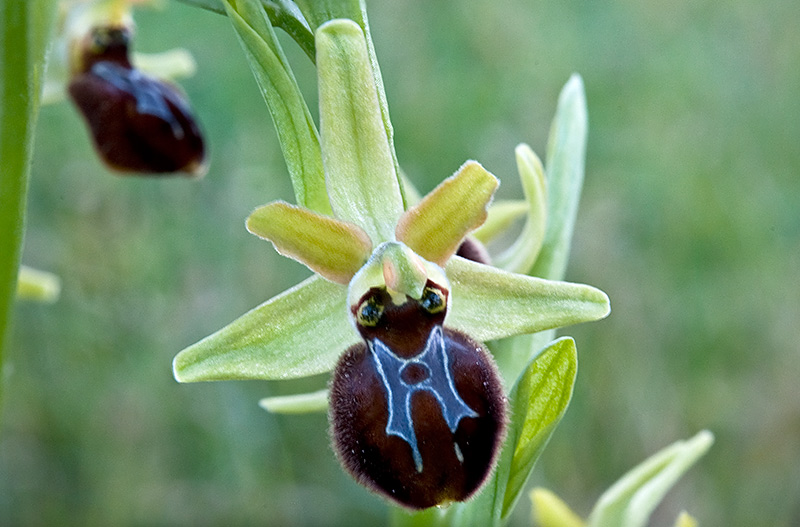 Ophrys-7199_02_2014.jpg
