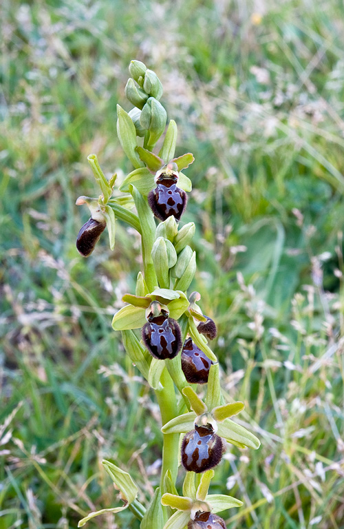 Ophrys-7209_12_2014.jpg