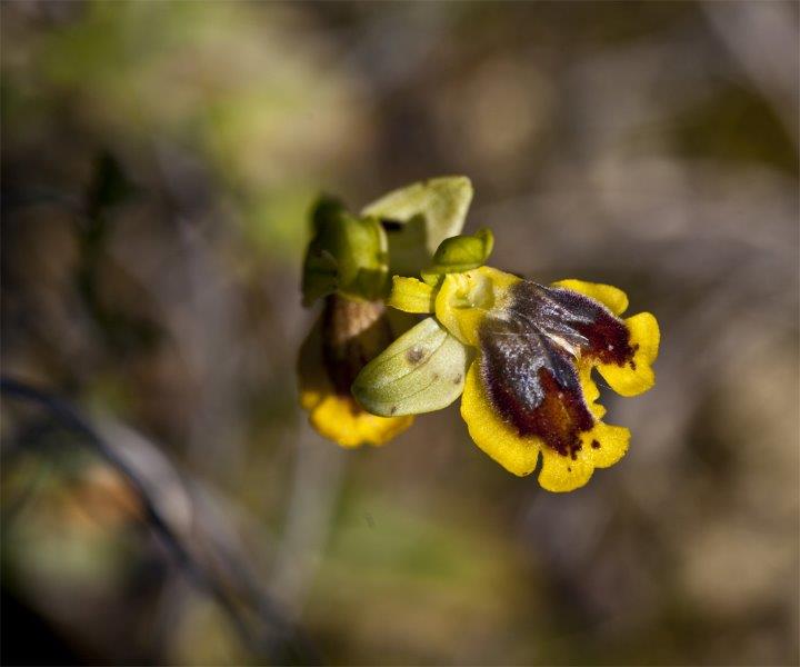 lusus di lutea.jpg