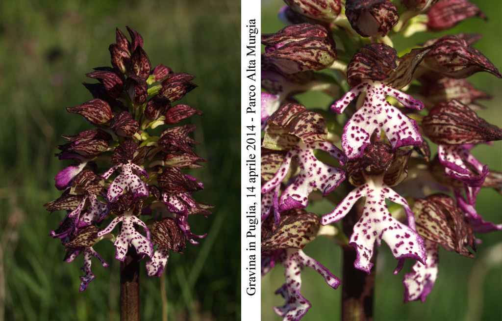 Orchis-purpurea-2.jpg
