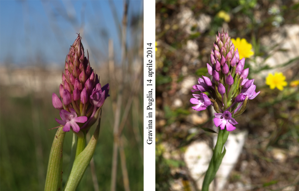 Anacamptis-pyramidalis-1.jpg