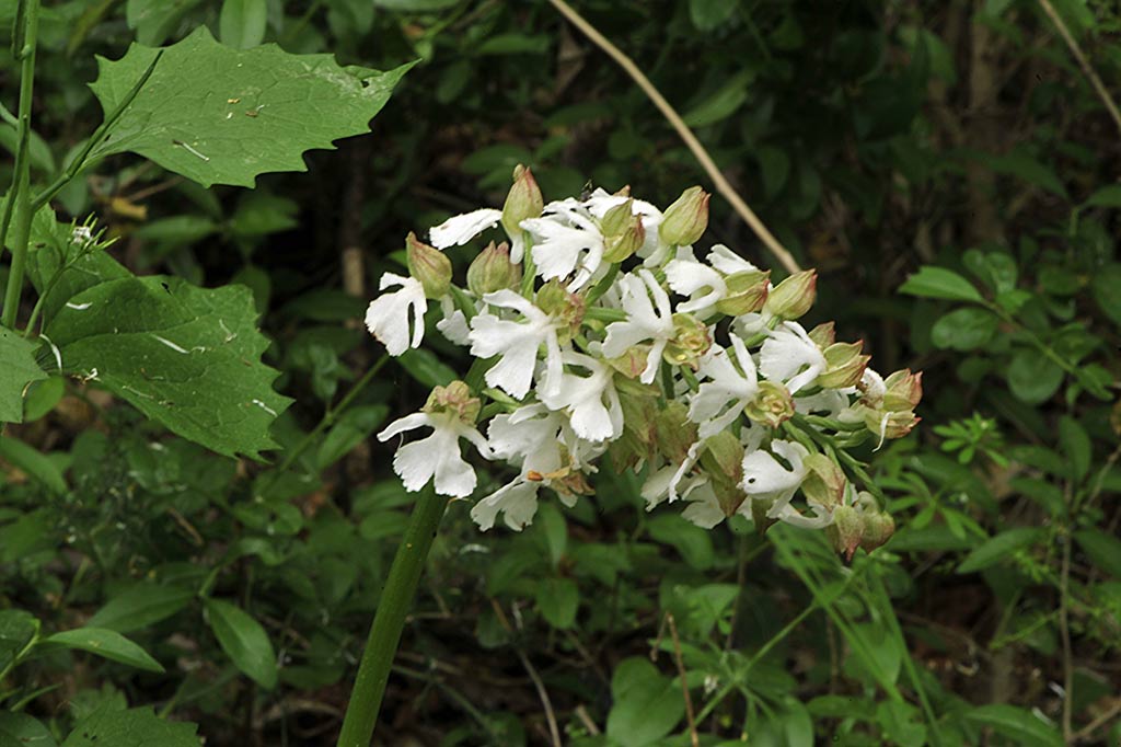2Orchis-purpurea.jpg